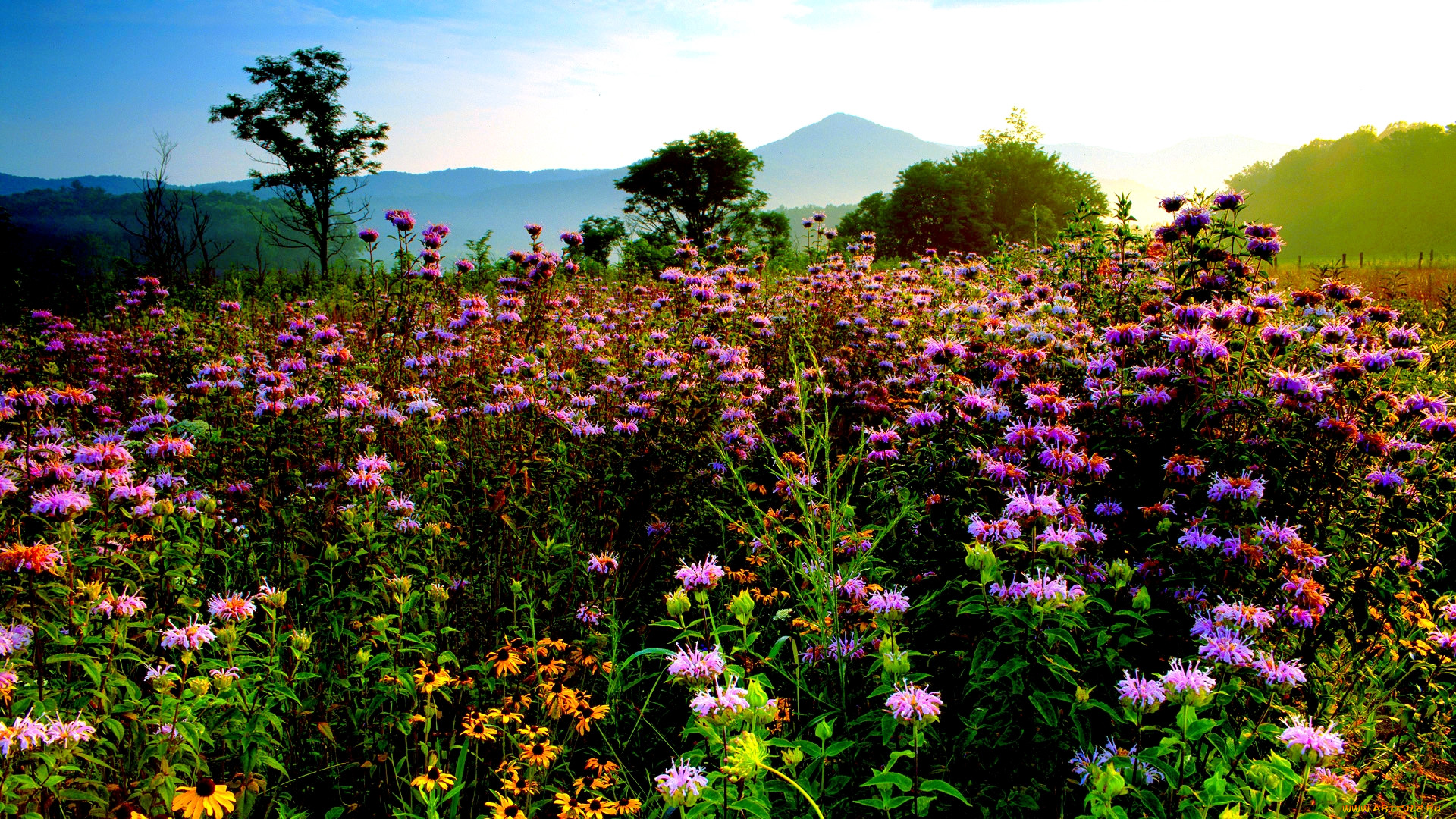 wild, flower, field, , , , , 